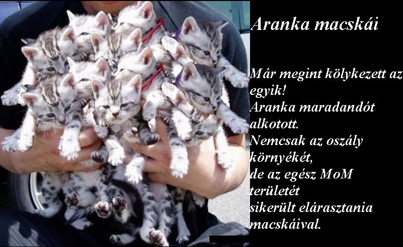 sok-sok macska.jpg